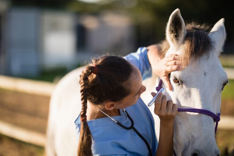 Help! My Horse Has a Corneal Ulcer Veterinary Vision Center