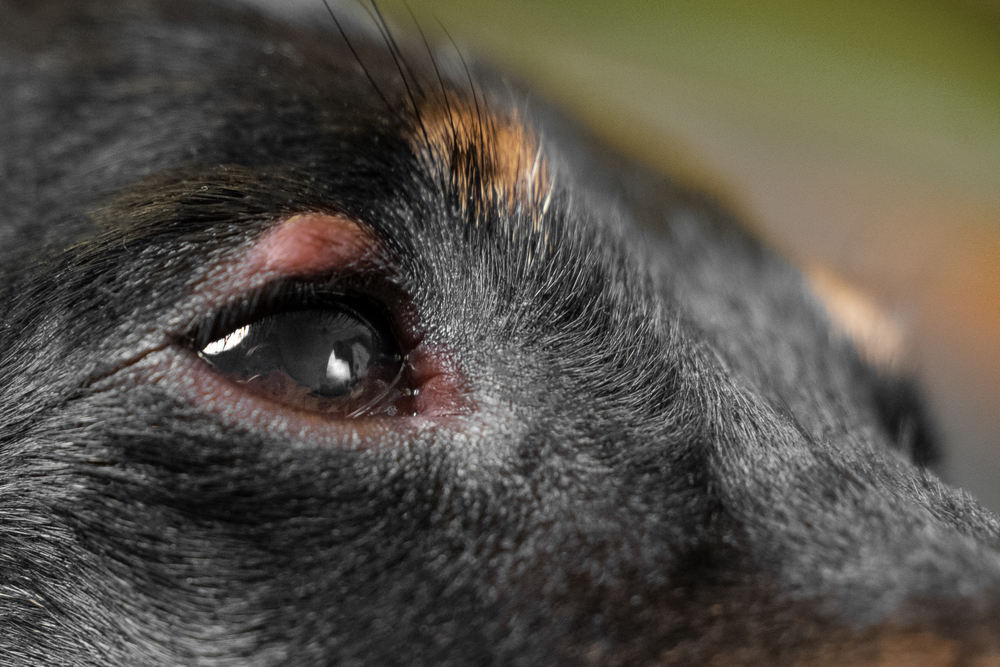 Sebaceous Cyst In Dogs Treatment