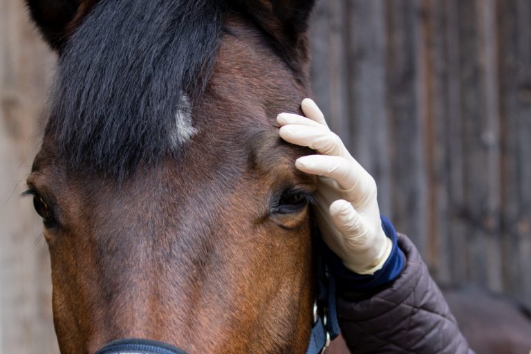 Uveitis Basics for Horse Owners Veterinary Vision Center