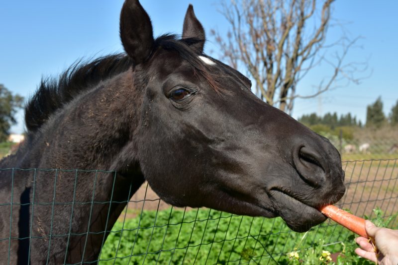 Carrots for Quincy Immune Mediated Keratitis in Horses Veterinary