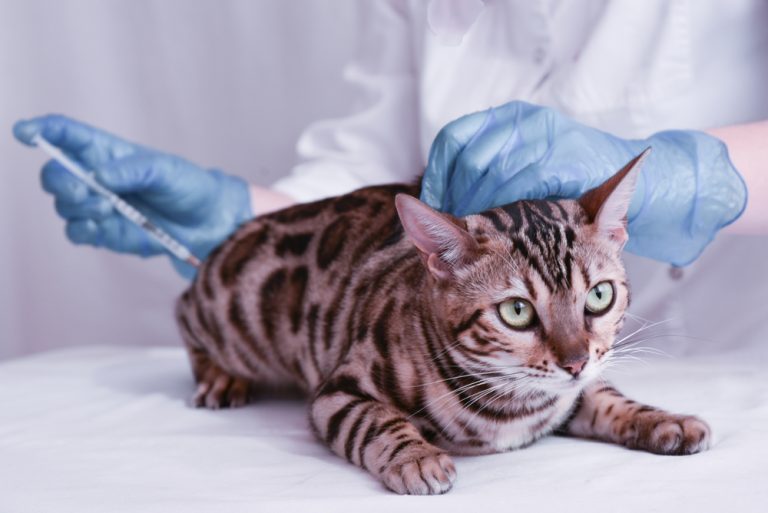 My Cat Has What? The Facts About Feline Herpesvirus Veterinary Vision
