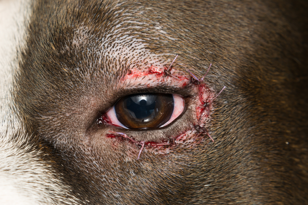 Entropion in Dogs - Veterinary Vision Center