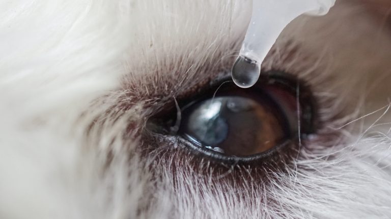 neurogenic-keratoconjunctivitis-sicca-in-dogs-veterinary-vision-center