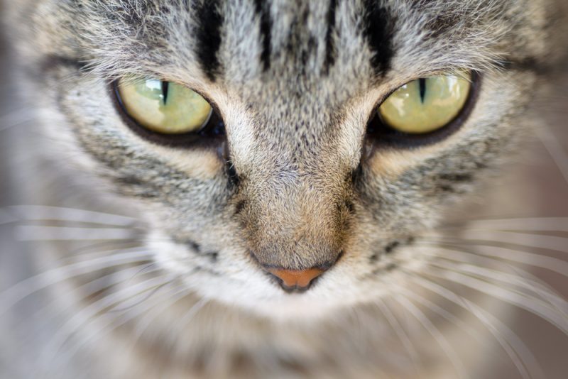 Diffuse Iris Melanoma in Cats Veterinary Vision Center