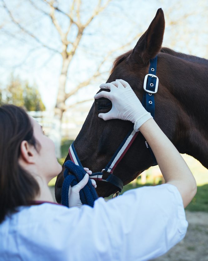 Fungal Corneal Ulcers in Horses Veterinary Vision Center