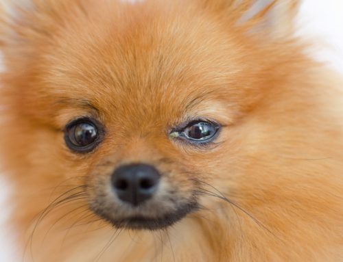 Itchy, Red Eyes in Dogs: Could it be Allergic Conjunctivitis?