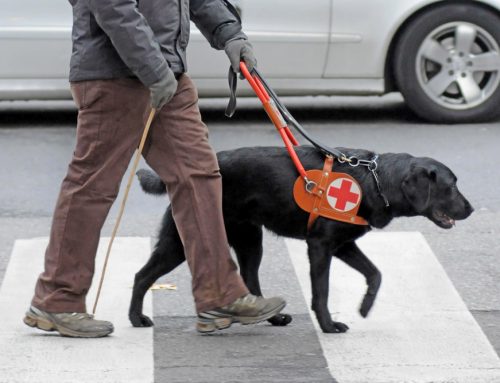 Free Eye Exams for Service Animals: Preserving Vision For Working Dogs