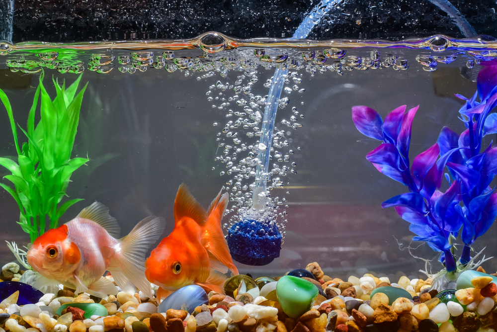 How to Treat Gas Bubble Disease in Freshwater Fish  