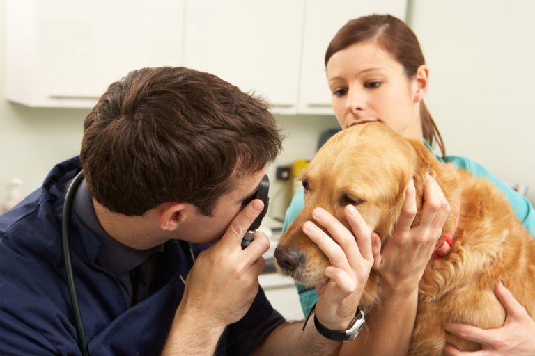 Horner’s Syndrome in Dogs Veterinary Vision Center
