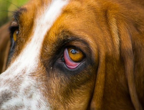 Horner’s Syndrome in Dogs