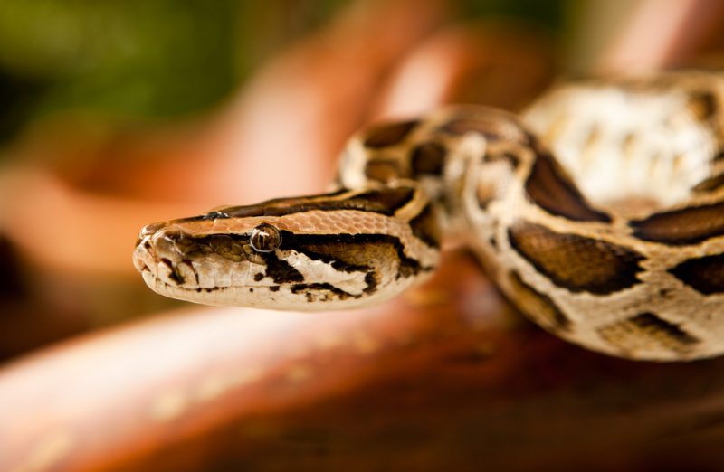 Spectacular Diseases in Snakes Veterinary Vision Center
