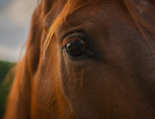 Corneal Abscess in the Equine Eye