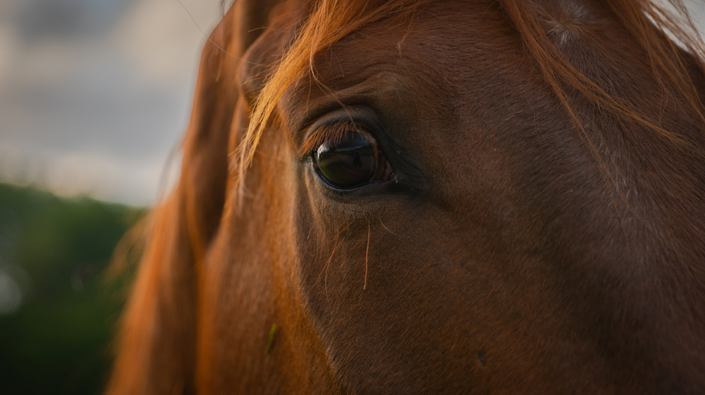 Corneal Abscess in the Equine Eye - Veterinary Vision Center