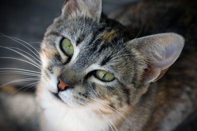 Progressive Retinal Atrophy in Cats - Veterinary Vision Center