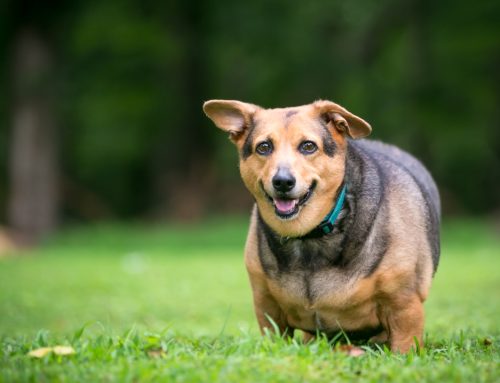 Cholesterol-Related Eye Conditions in Dogs