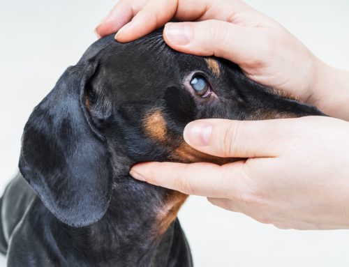 6 Reasons Your Pet’s Eye Looks Blue