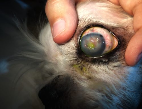 Identifying Eye Pain in Pets