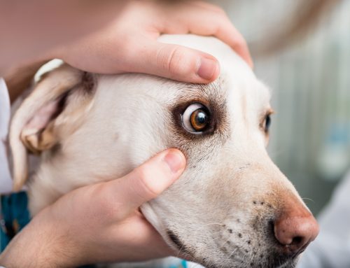 Why is My Pet’s Eye Pushed Forward? Orbital Disease in Pets