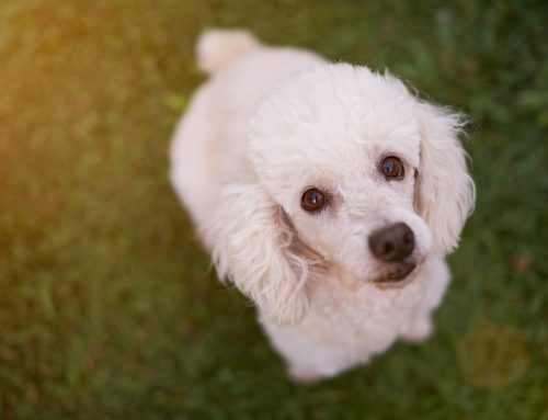 Protecting Your Poodle’s Vision: Understanding Genetic Eye Conditions in Poodles