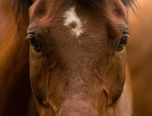 Genetic Eye Conditions in Quarter Horses: Expert Care at Veterinary Vision Center, Shreveport, Louisiana