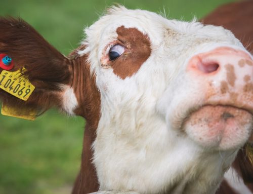 Ensuring Optimal Vision Health: Addressing Genetic Eye Conditions in Hereford Cattle