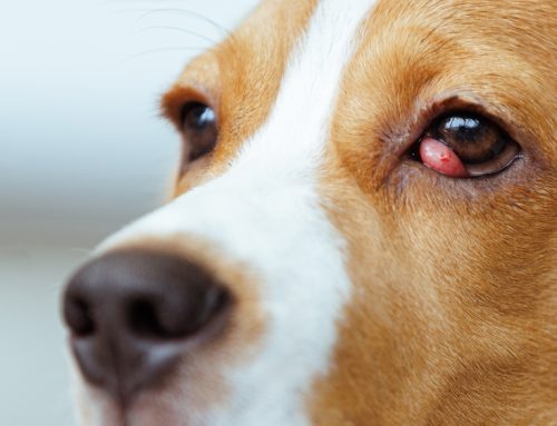 Seeing Red? Here’s What to Do When Your Pet’s Third Eyelid Pops Up