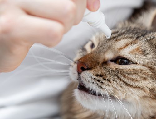 The Essential Guide to Eye Drops for Pets and Horses: Why They Matter & How to Give Them