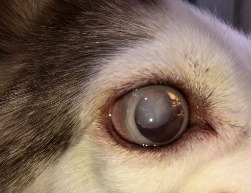 Understanding Lens Luxation in Pets: Causes, Treatment, and When to Seek Veterinary Ophthalmology Care