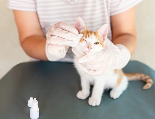 Does Your Pet Have Entropion? Understanding the Signs, Risks, and Surgical Solutions