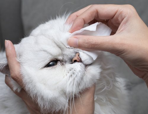 Understanding Immune-Mediated Eye Diseases in Pets: Symptoms and Solutions