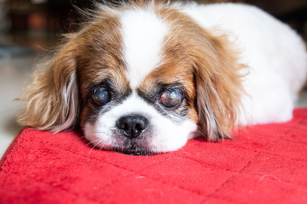 Small brown-and-white dog lying on a red blanket, resting its head on the surface, with cloudy eyes and long floppy ears.
