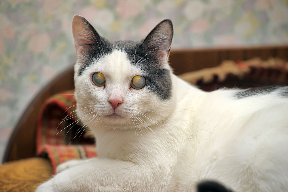 A white cat with gray patches lounges on a patterned chair indoors, facing the camera. The cat has upright ears, a pink nose, and cloudy yellowish eyes, with a softly blurred floral wallpaper in the background.