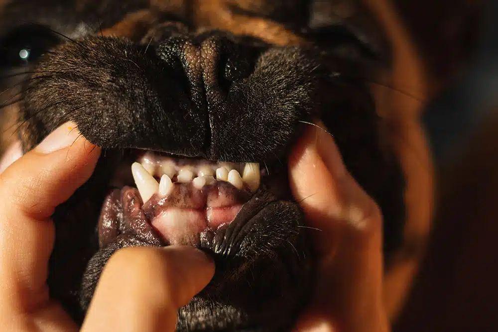 Hands gently lifting a dog’s lips to examine its teeth and gums