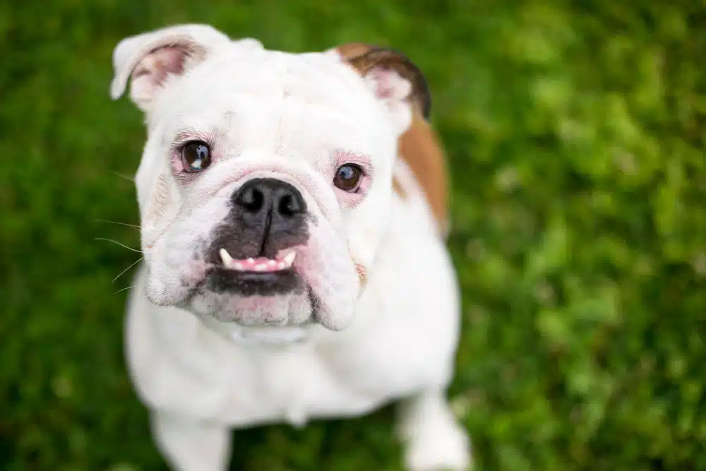 English bulldog standing on grass and looking up at the camera