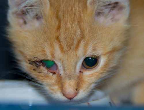 Pigmentary Keratitis in Brachycephalic Breeds: Prevention and Treatment