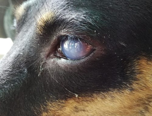 When Your Pet’s Eyes Are Cloudy: Causes and Treatments for Uveitis