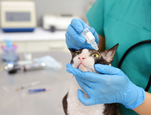 Dry Eye Syndrome in Pets: Symptoms and Long-Term Management