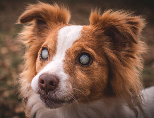 How High Blood Pressure Affects Vision in Pets