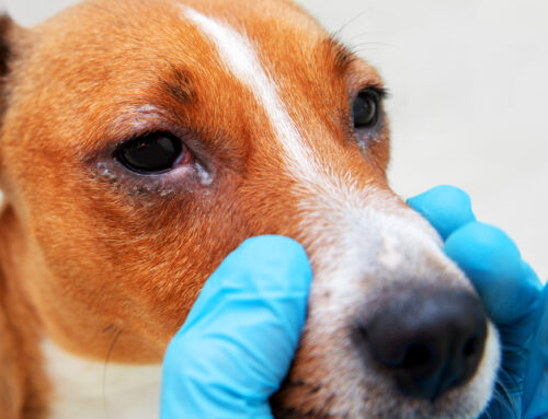 Eyelid Tumors in Pets: When Surgery Is Necessary