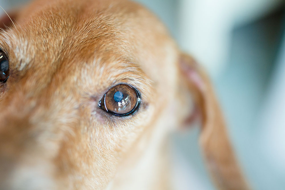 A close-up view of a tan dog’s face focusing on one brown eye, with soft fur details visible and the background blurred.