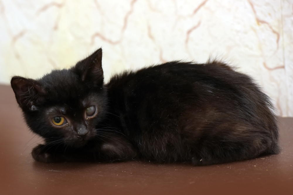 Kitten with leukoma — a cloudy cornea indicating corneal dystrophy or corneal disease in a pet.