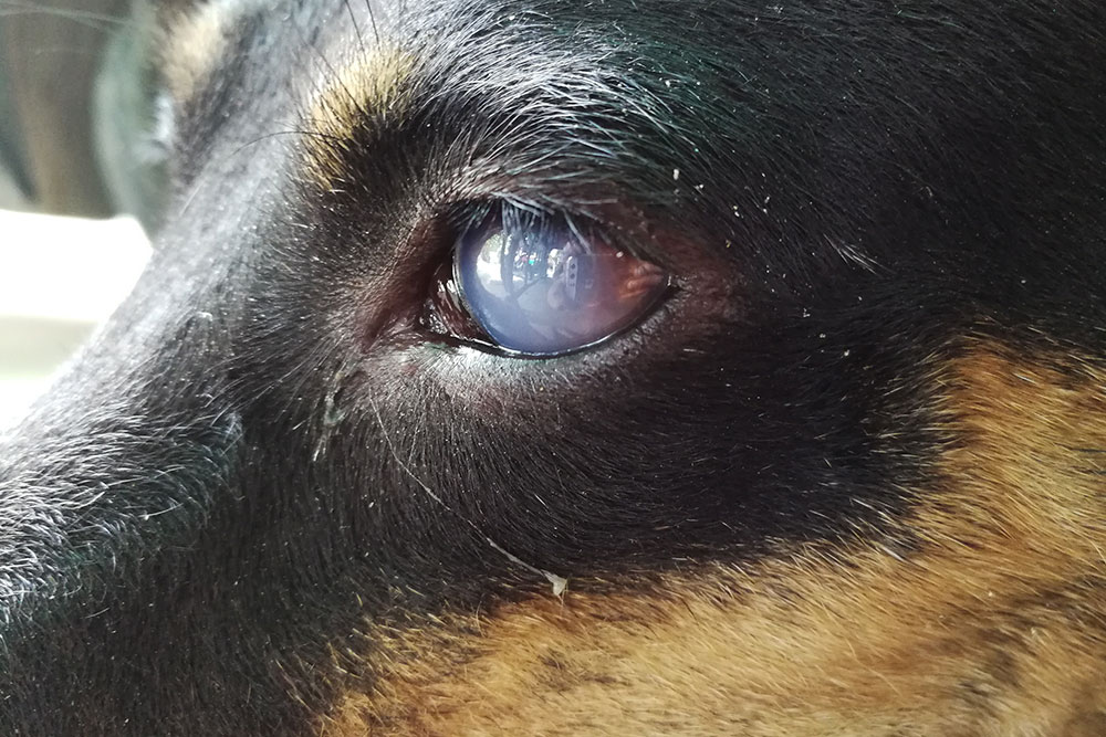 Close-up of a dog's eye with a cloudy, bluish appearance, possibly indicating an eye condition. The fur is black and brown, conveying a somber mood.