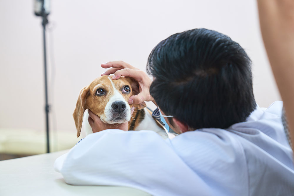 A veterinarian gently holding a Beagle's head while examining its eye in a clinic.