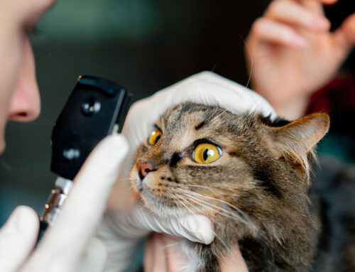 How a Veterinary Ophthalmologist Differs from a General Practitioner