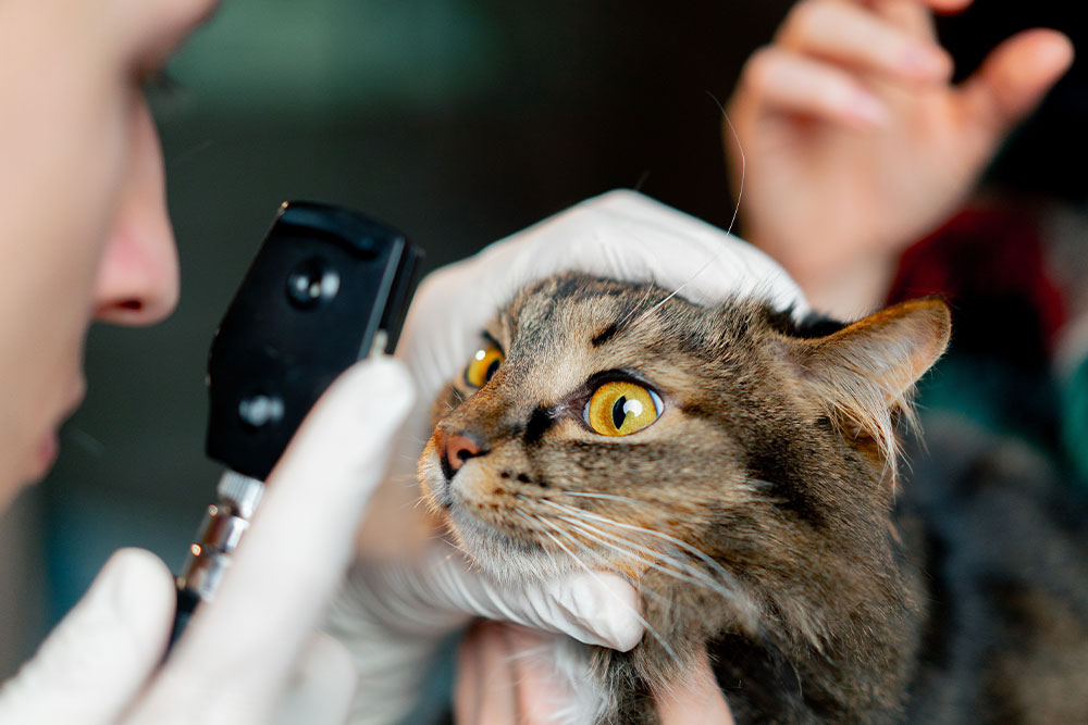 A veterinarian using an ophthalmoscope to examine the eyes of a tabby cat.