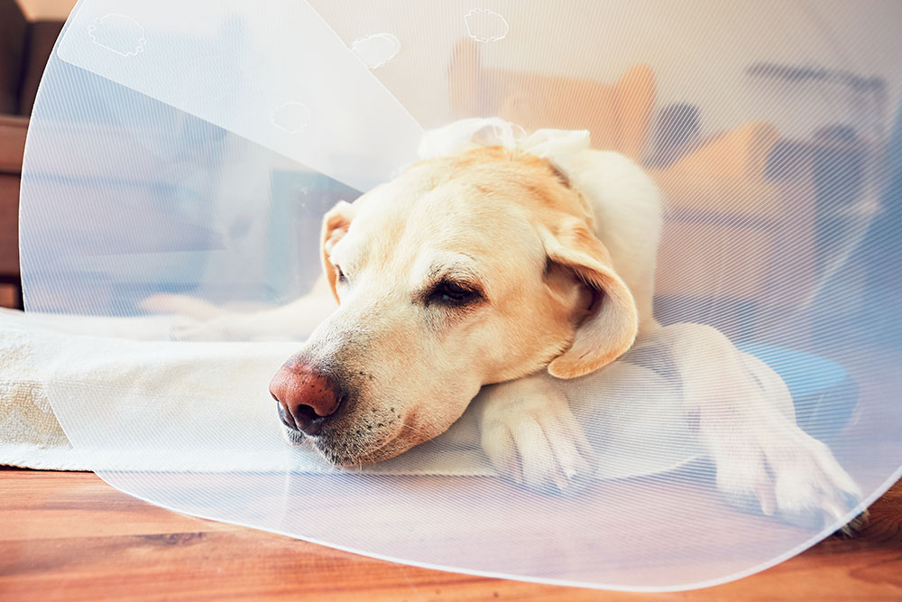 A sad-looking yellow Labrador Retriever lying on a wooden floor while wearing a clear plastic protective medical cone.