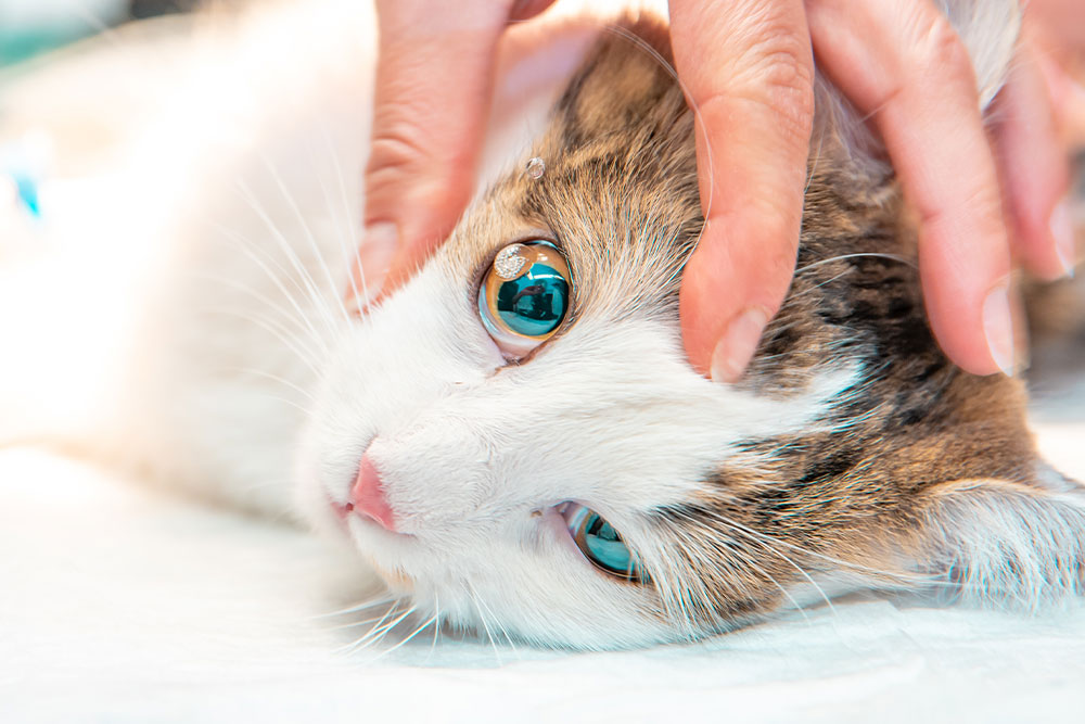 A close-up of a white and tabby cat's face as a veterinarian's hands gently open its eye for an exam.