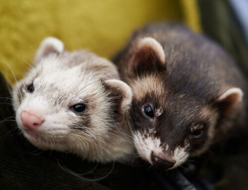 Common Eye Issues in Rabbits, Guinea Pigs, and Ferrets