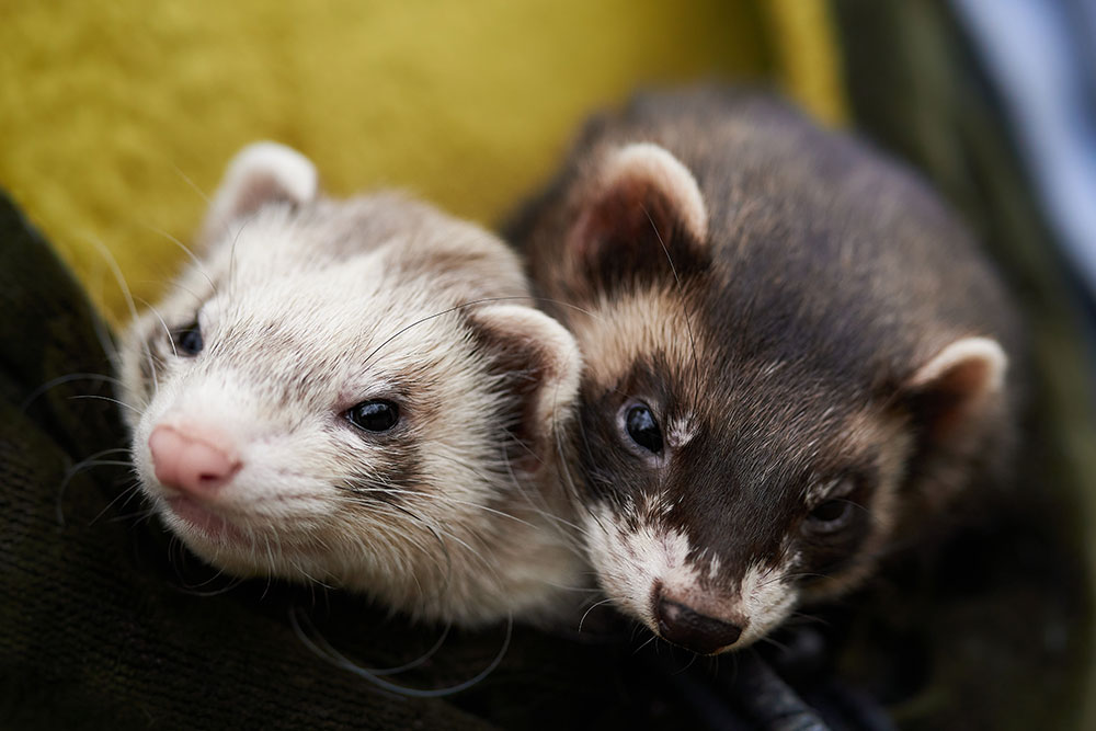 Two ferrets nestled close together, one light-colored and one dark, looking toward the camera with curious expressions.