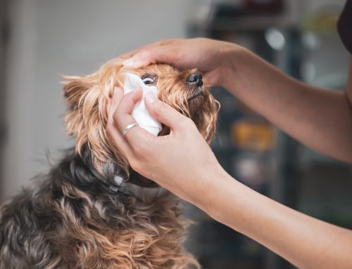 Managing Eye Health in White or Light-Pigmented Pets